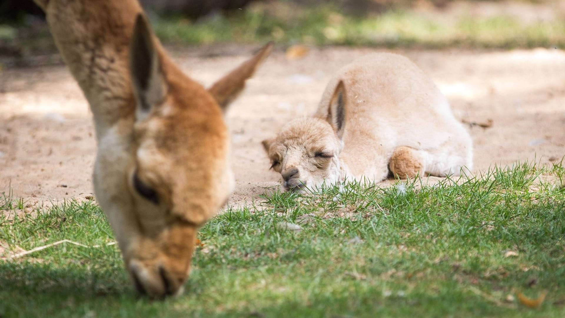 Ein Vikunja-Jungtier, aus einer früheren Geburt, im Dresdner Zoo (Archivbild).