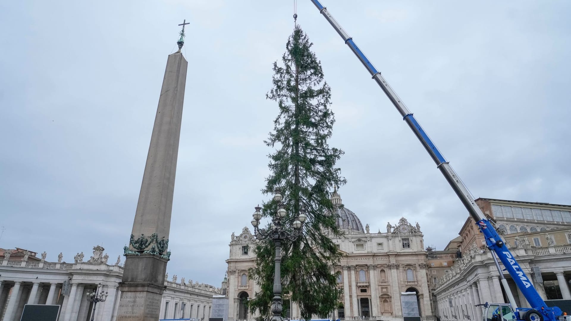 Weihnachtsbaum im Vatikan