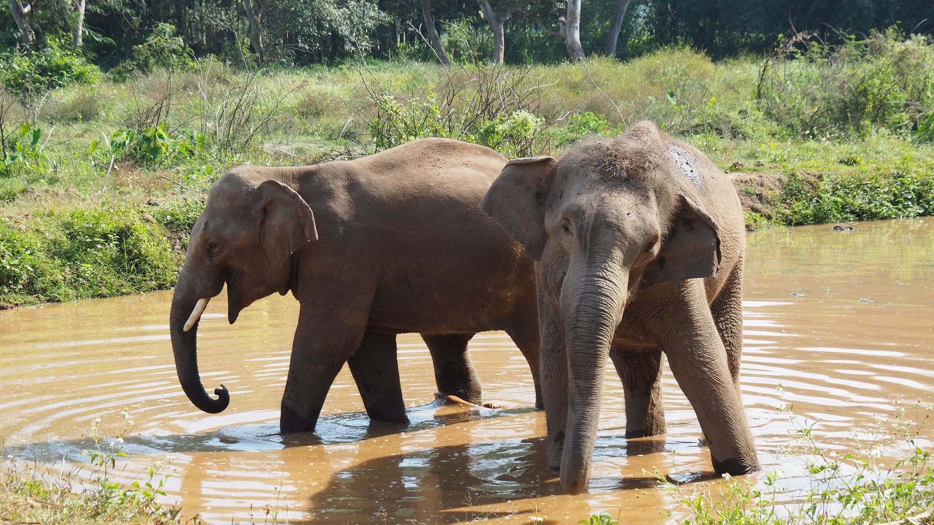 Asiatische Elefanten in Thailand