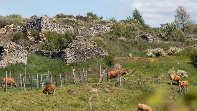 Unter den Ruinen weiden die Rinder: Manjarín liegt am Jakobsweg, ist aber verfallen.