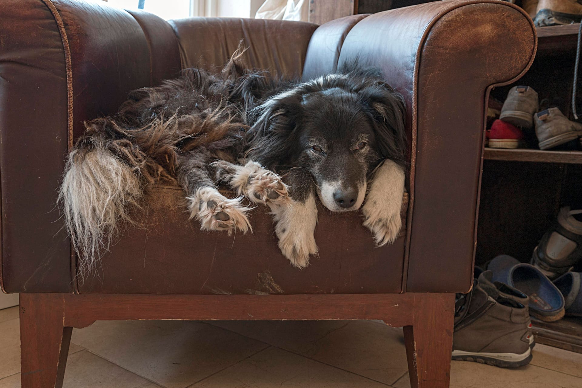 Ein alter Border Collie (Symbolbild): Leo wurde über 17 Jahre alt.