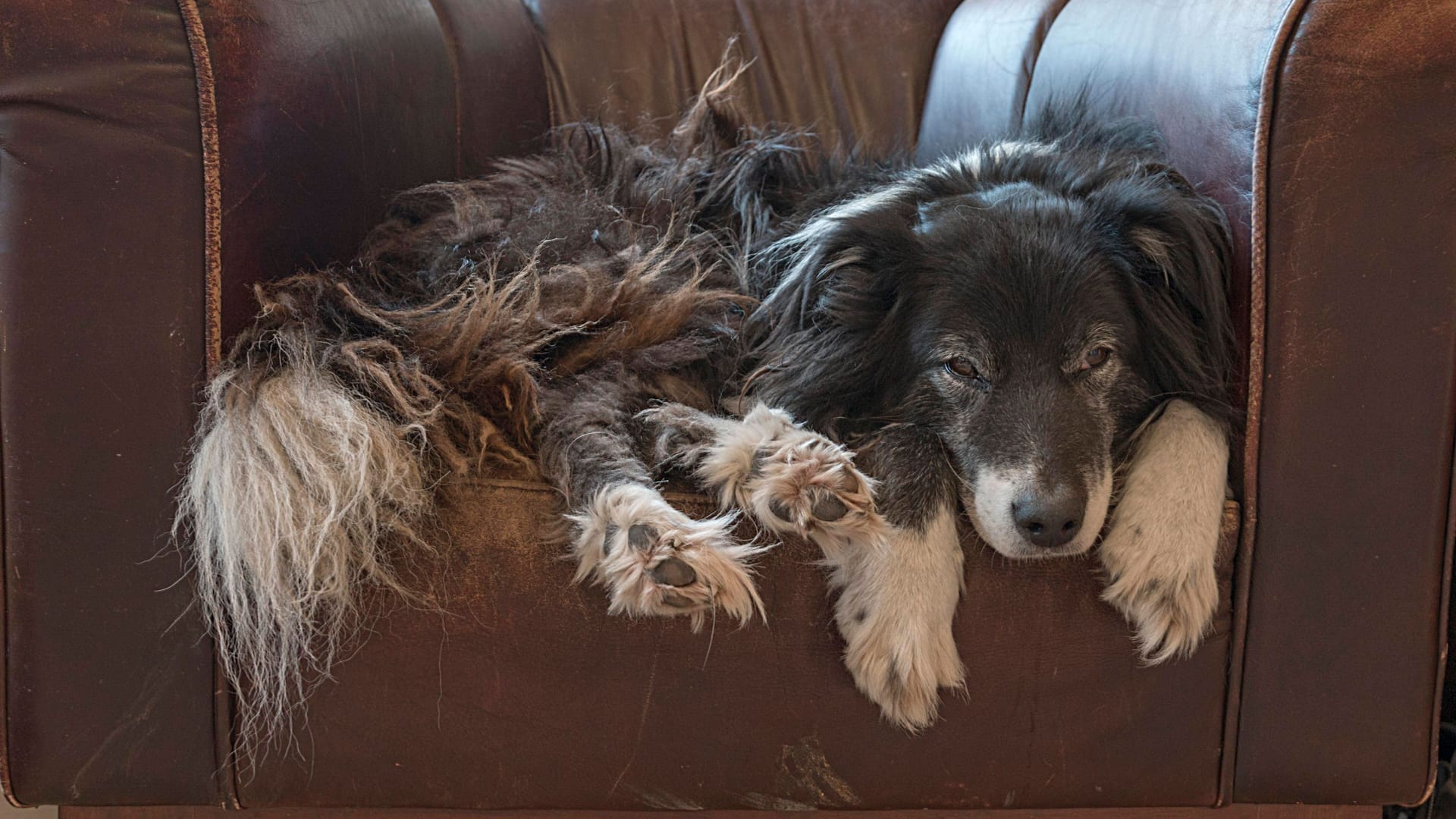 Ein alter Border Collie (Symbolbild): Leo wurde über 17 Jahre alt.