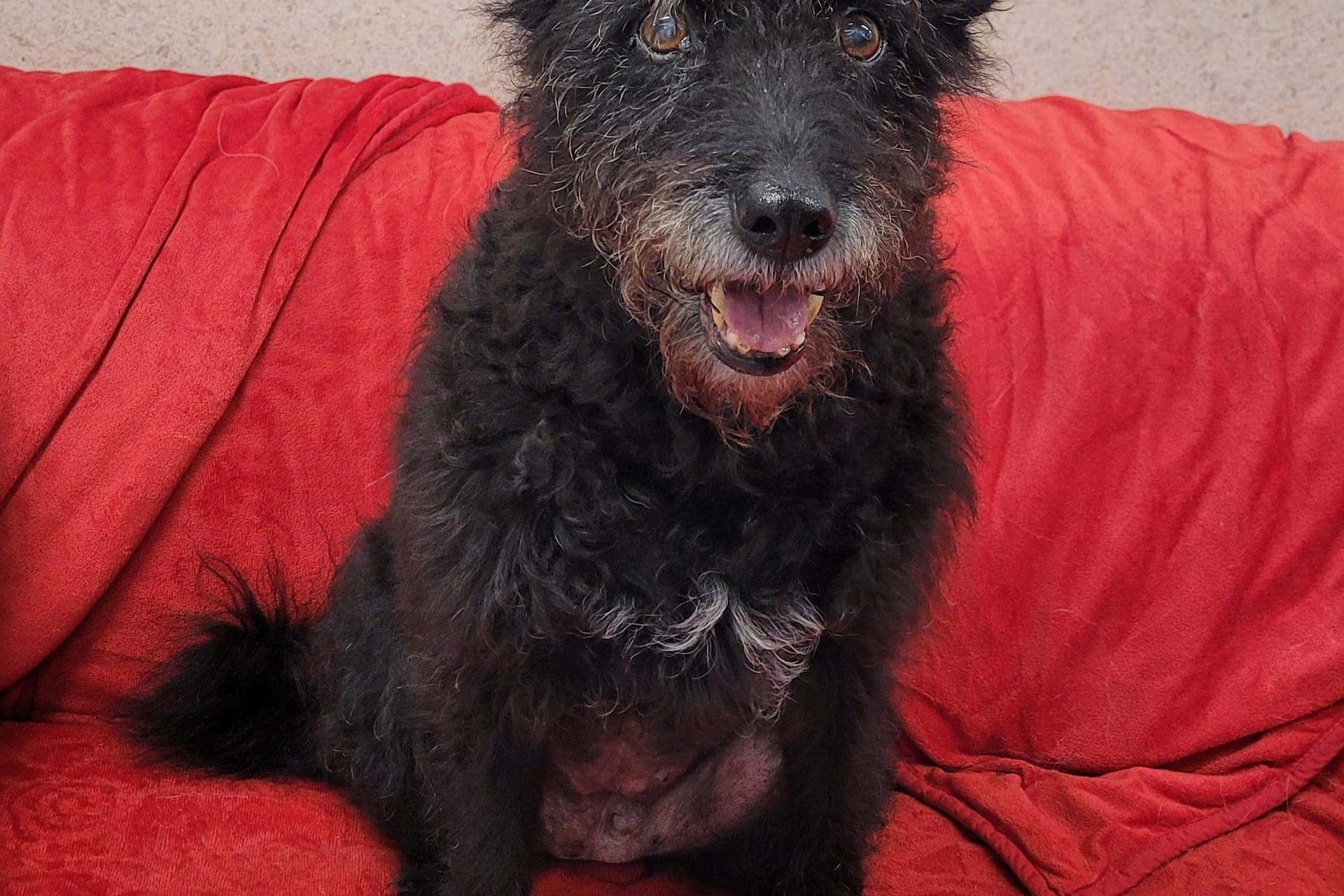 Der verschmuste Mudi-Mix Mickey wartete lange auf neues zu Hause, nachdem der Besitzer verstorben war.