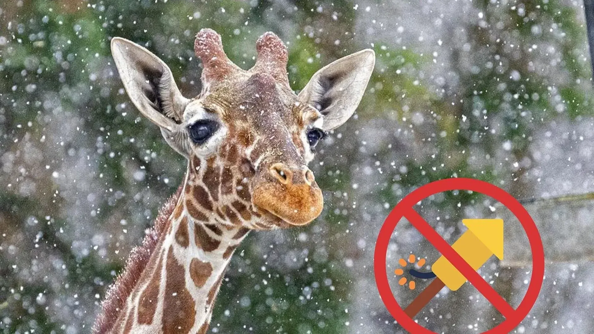 Eine Netzgiraffe im Schnee (Archivfoto): Der Tierpark Hellabrunn appelliert an die Münchner.