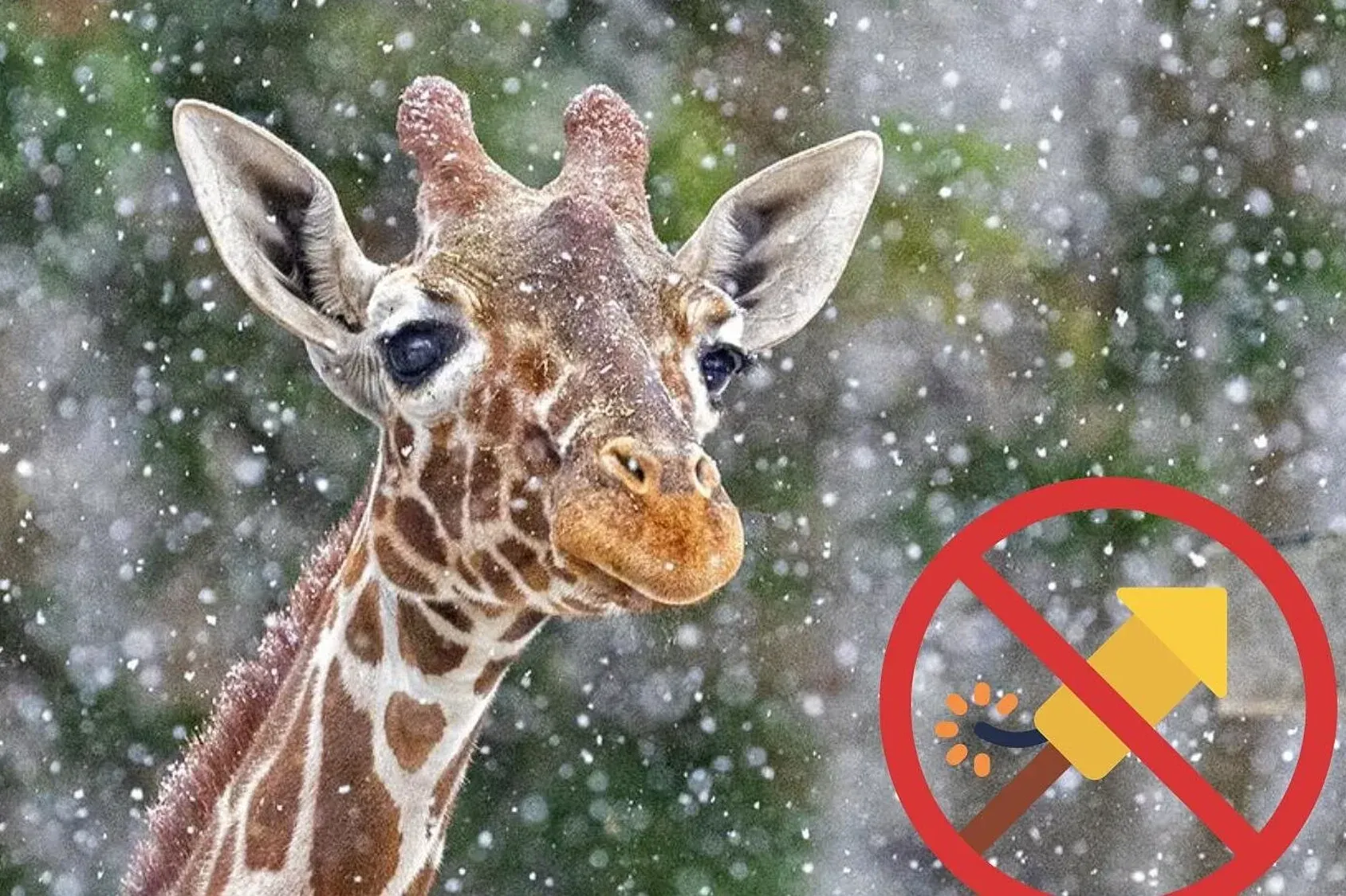 Eine Netzgiraffe im Schnee (Archivfoto): Der Tierpark Hellabrunn appelliert an die Münchner.