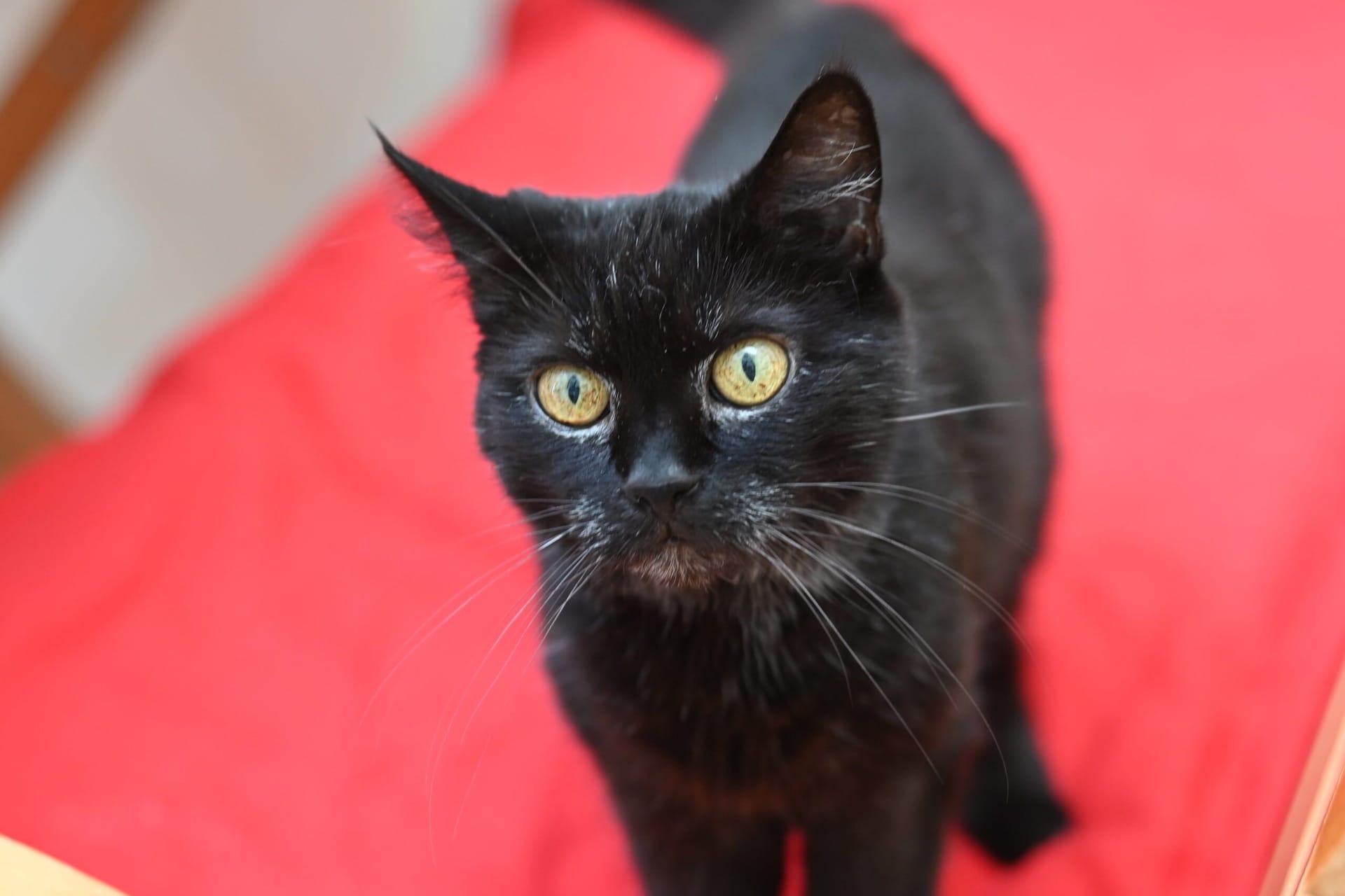 Bärchens neue Halter sollten Erfahrung im Umgang mit Katzen haben.