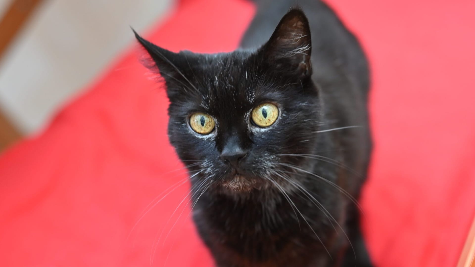 Bärchens neue Halter sollten Erfahrung im Umgang mit Katzen haben.