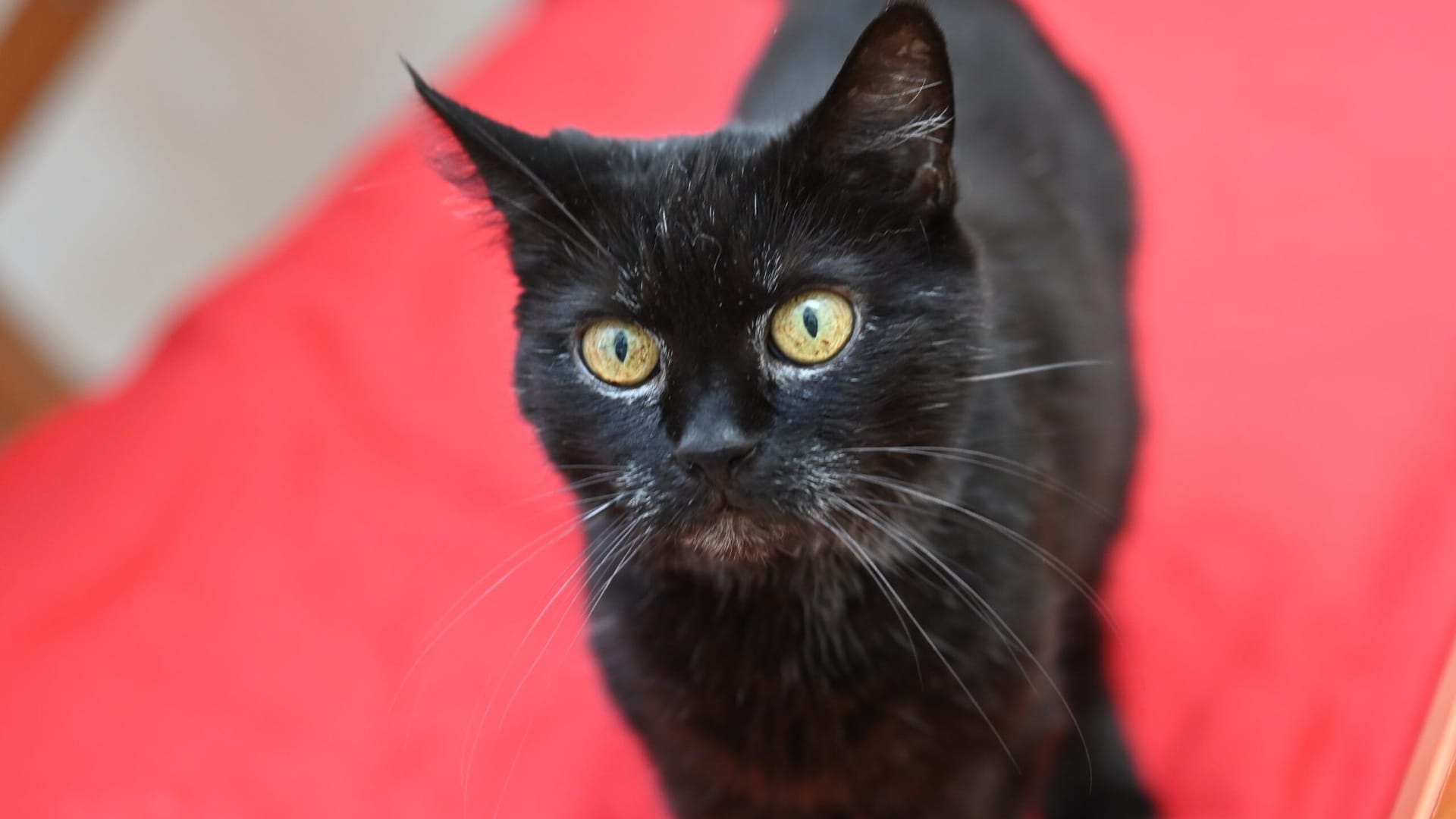 Bärchens neue Halter sollten Erfahrung im Umgang mit Katzen haben.