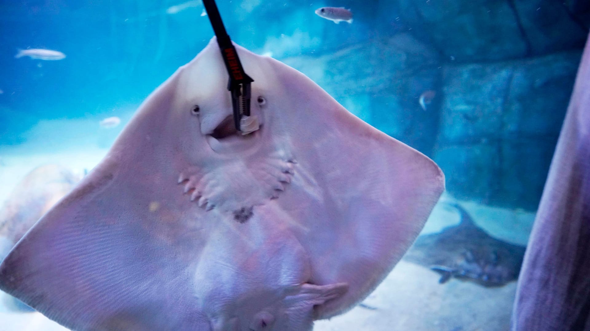 Ein Rochen (Archivbild): Das Sea Life in Berlin ist heute das letzte Mal geöffnet.