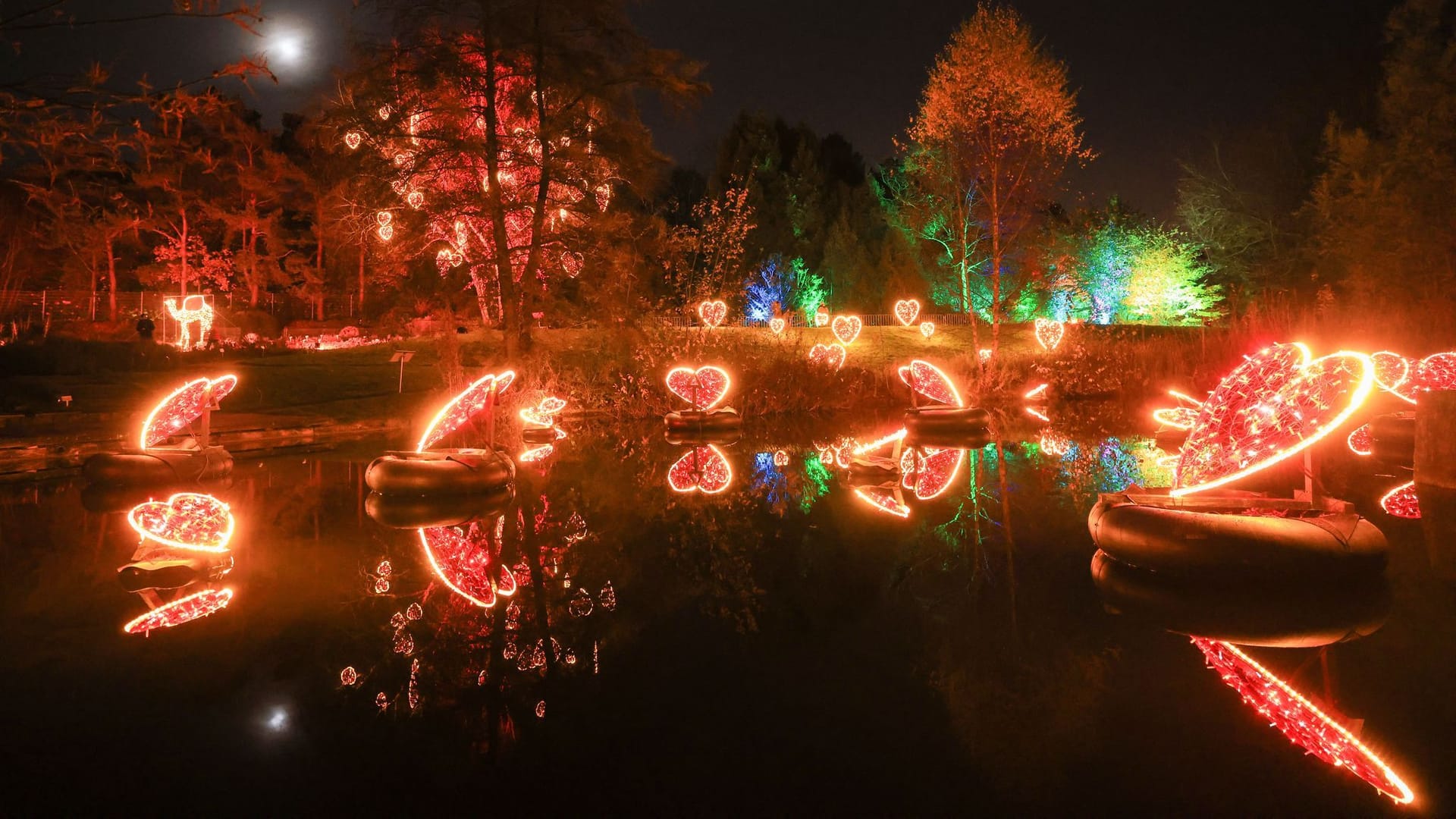 Lichtinstallationen im Loki-Schmidt-Garten: Der Christmas Garden Hamburg begeistert mit Lichtkunst, sorgt aber auch für Diskussionen.