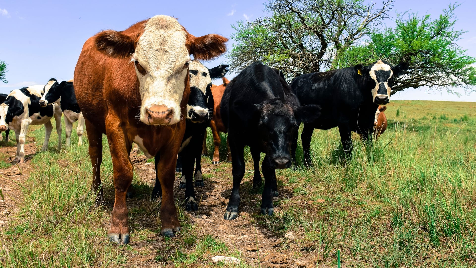 Rinder weiden in Argentinien: Europäische Landwirte fürchten die Konkurrenz aus Südamerika – und lehnen das Handelsabkommen mit dem Mercosur ab.