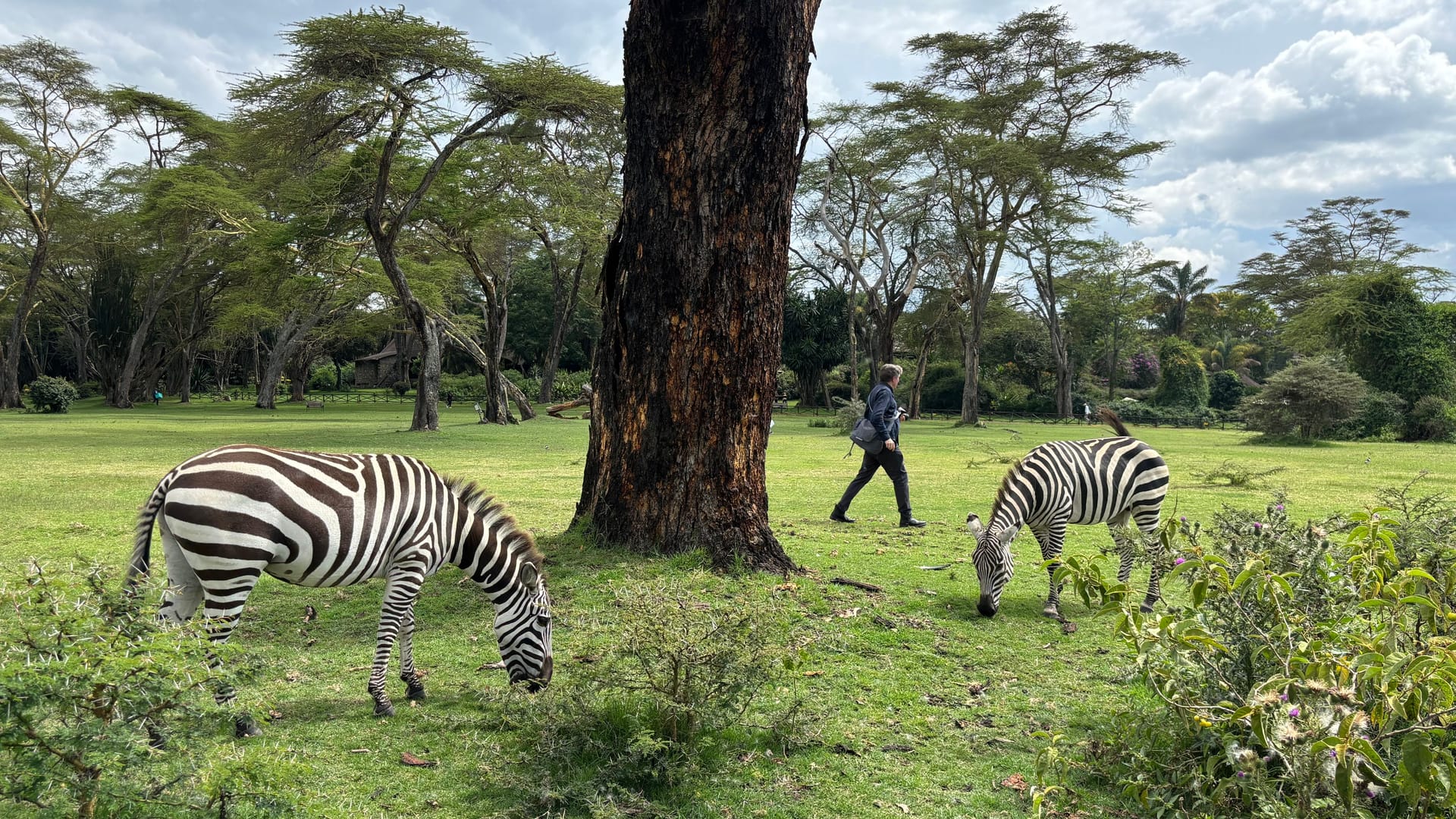 Zebras in den Anlagen des Resorts am Naivasha-See.