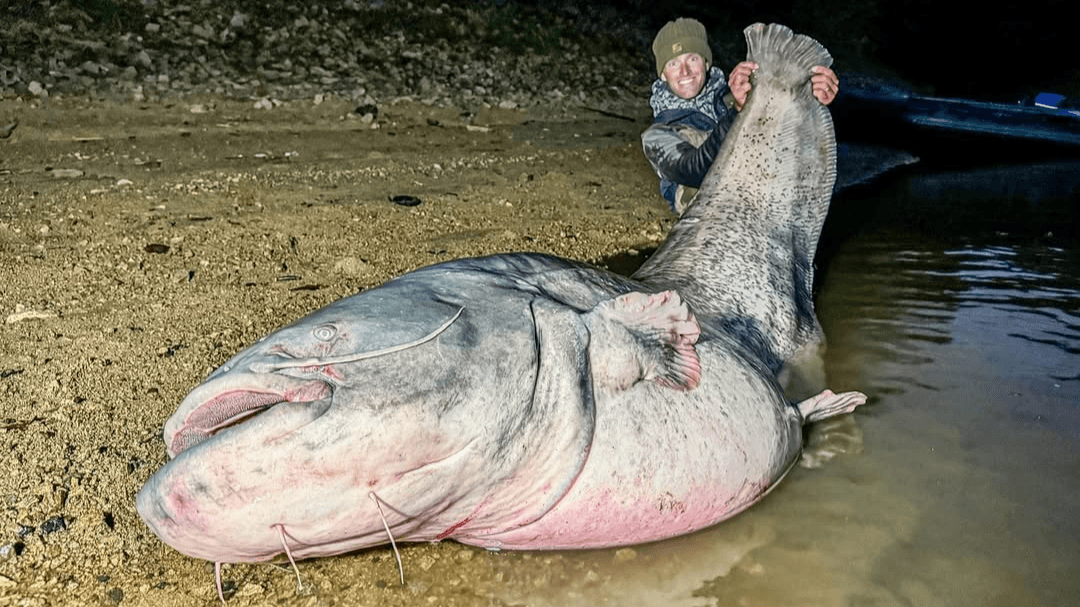 Wohl einer der größten Fische, die der Tscheche Vagner in diesem Jahr gefangen hat: Auch in Deutschland werden die Tiere immer größer.