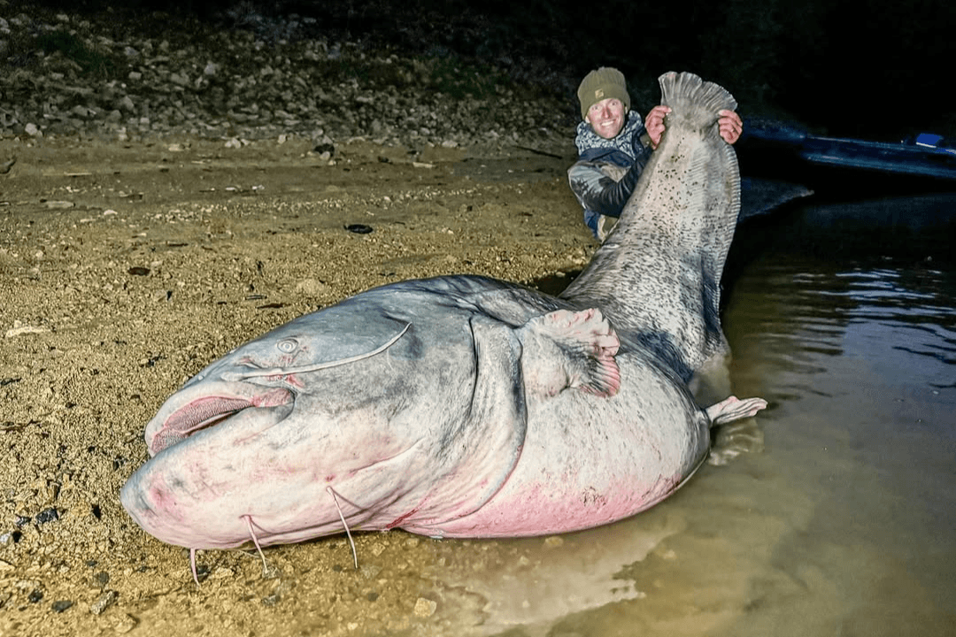 Wohl einer der größten Fische, die der Tscheche Vagner in diesem Jahr gefangen hat: Auch in Deutschland werden die Tiere immer größer.