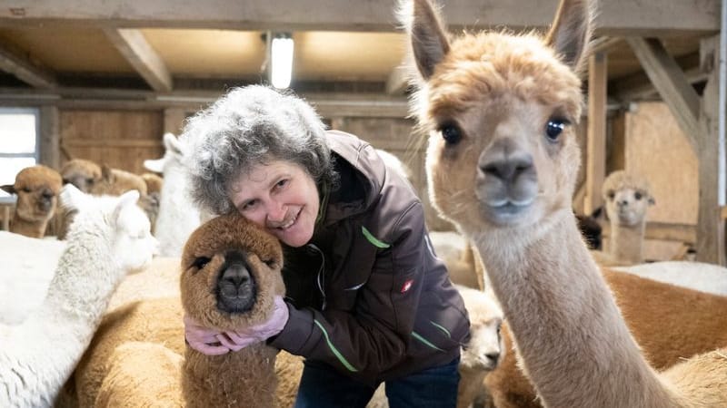 Martina Hofmann mit weiblichen Alpakas in einem Stall: Wer will, kann bei ihr eine Glühweinwanderung mit Alpaka buchen.