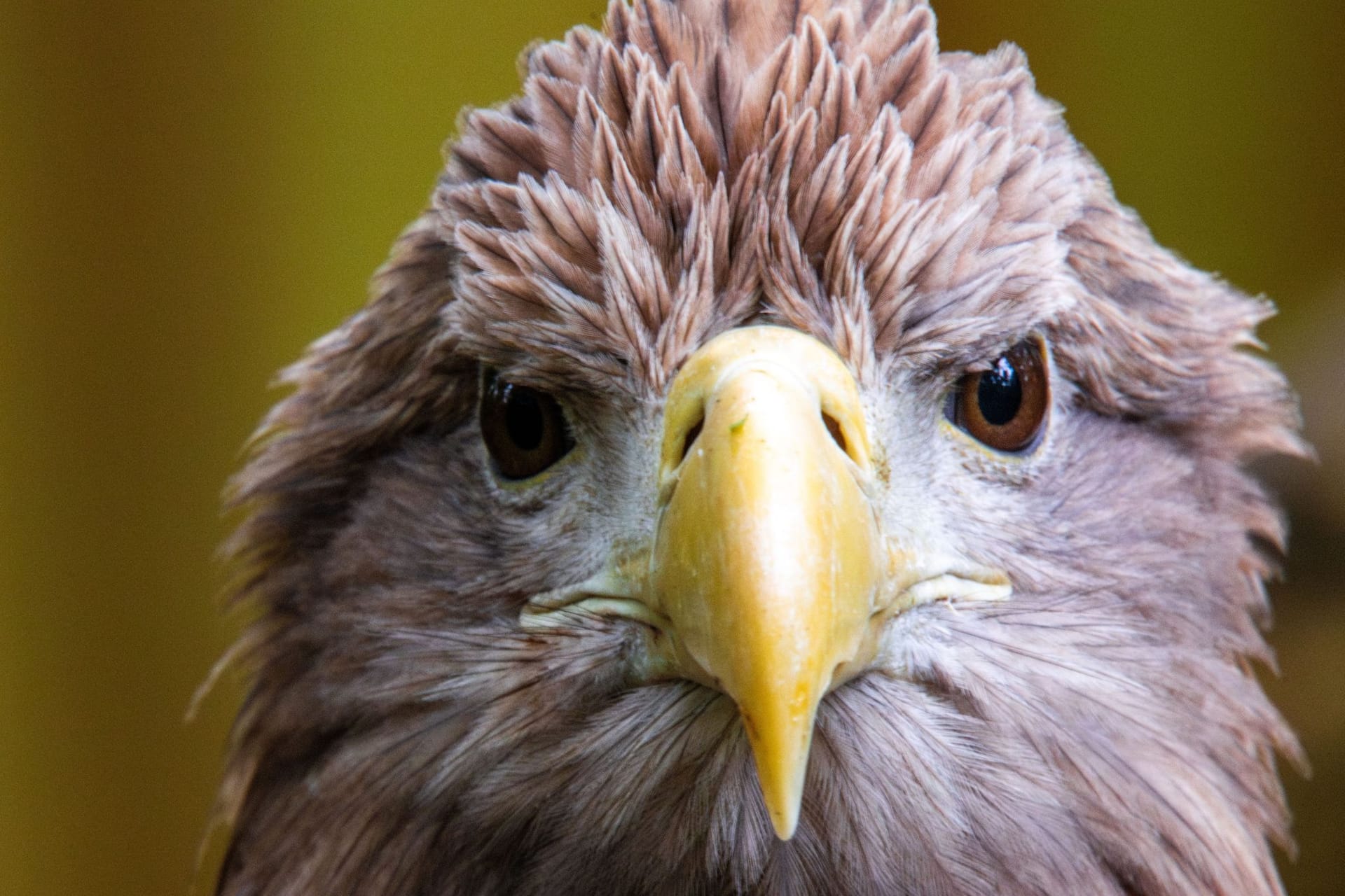 Europäischer Seeadler