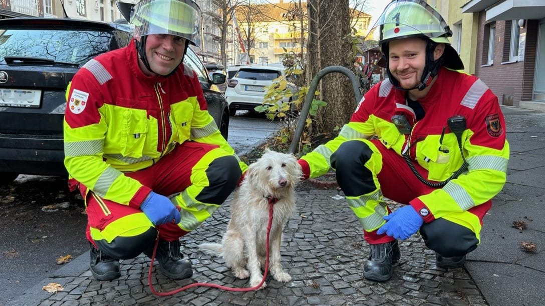 Verängstigt, aber unverletzt: Der Hund kam mit dem Schrecken davon.