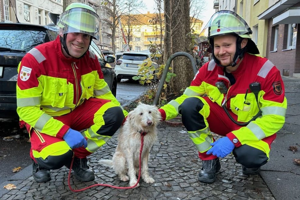 Verängstigt, aber unverletzt: Der Hund kam mit dem Schrecken davon.