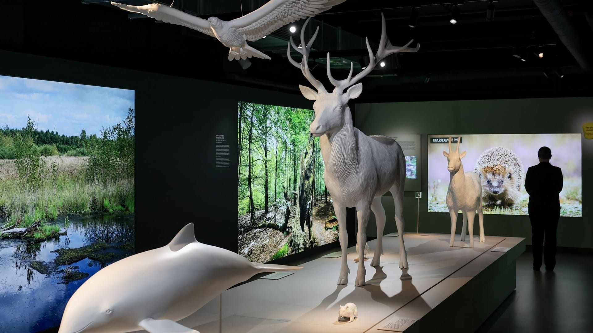 Die Dauerausstellung "Botschaft der Wildtiere": Sie ist eine beliebte Anlaufstelle in der Hafencity.