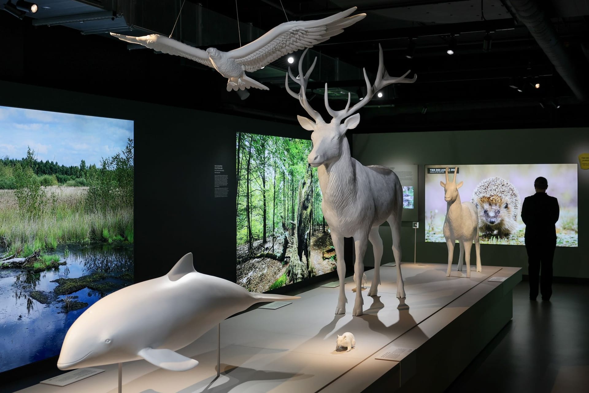 Die Dauerausstellung "Botschaft der Wildtiere": Sie ist eine beliebte Anlaufstelle in der Hafencity.