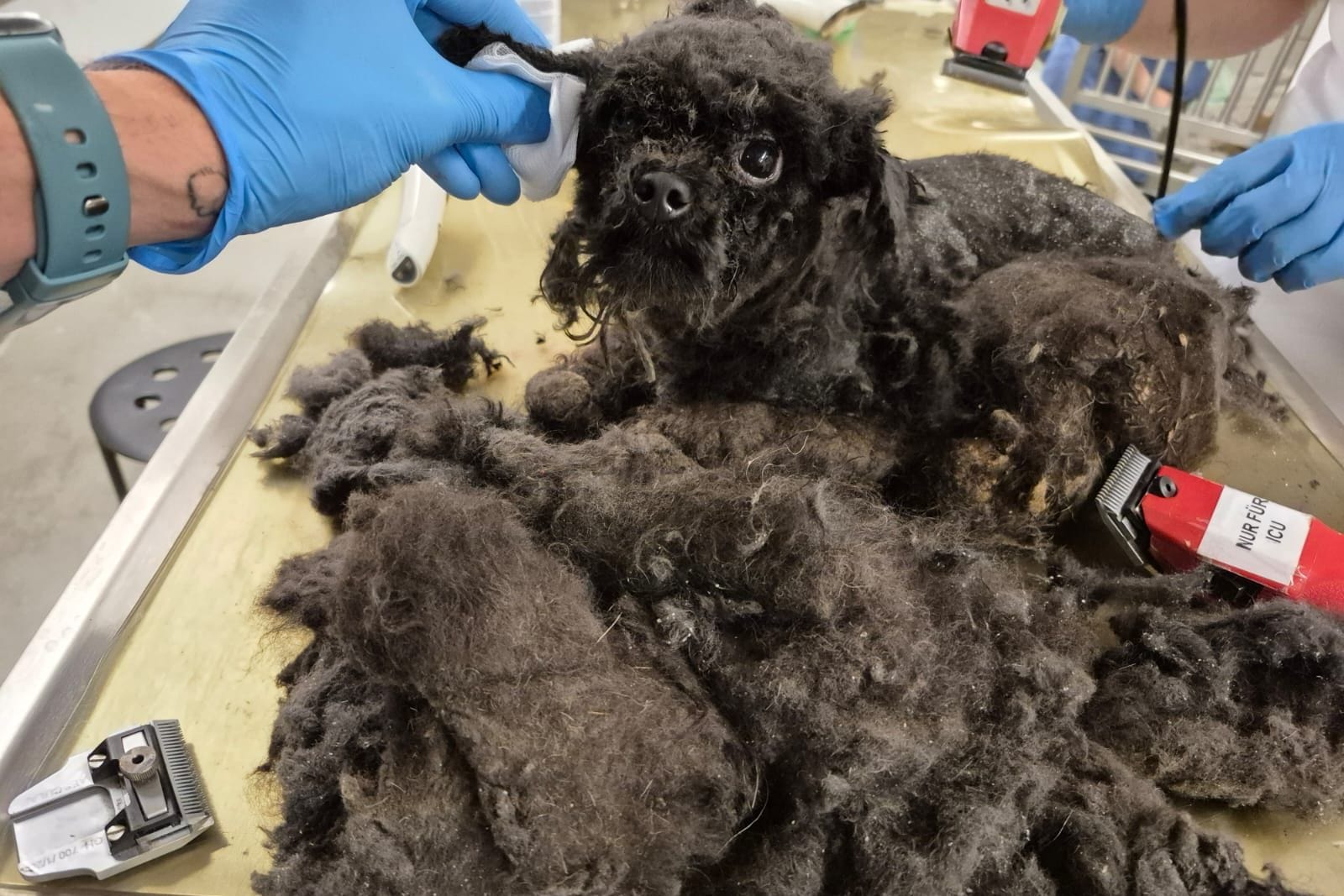 Der kleine Pudel ist gerade mal ein Jahr alt und wird nun in der Münchner Tierklinik wieder aufgepäppelt.