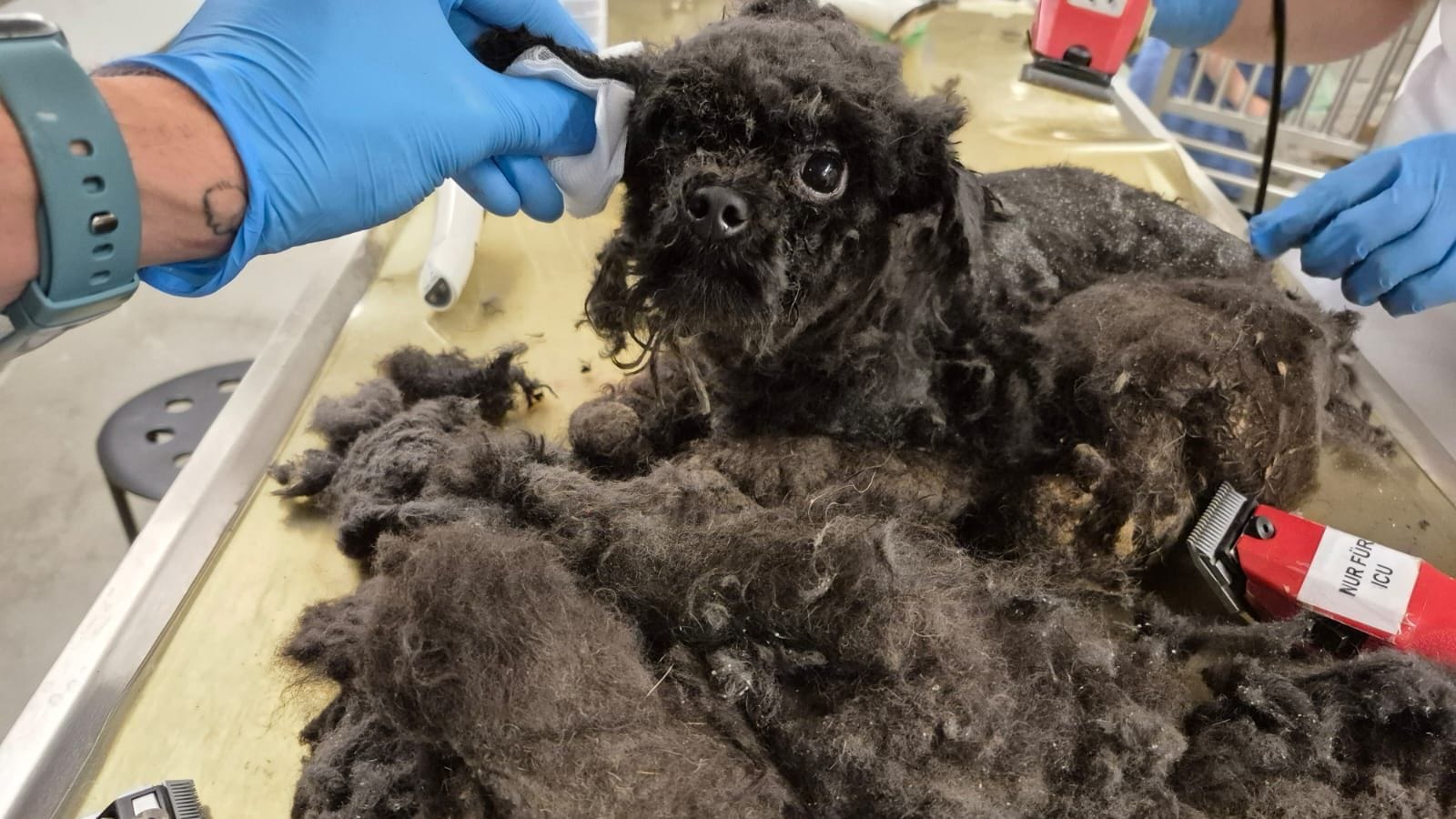 Der kleine Pudel ist gerade mal ein Jahr alt und wird nun in der Münchner Tierklinik wieder aufgepäppelt.