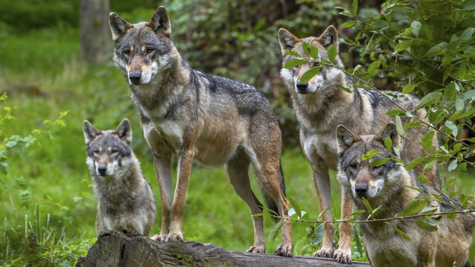 Ein Wolf im Wald (Symbolbild): Der Tiergnadenhof ist empört über die Gerüchte.