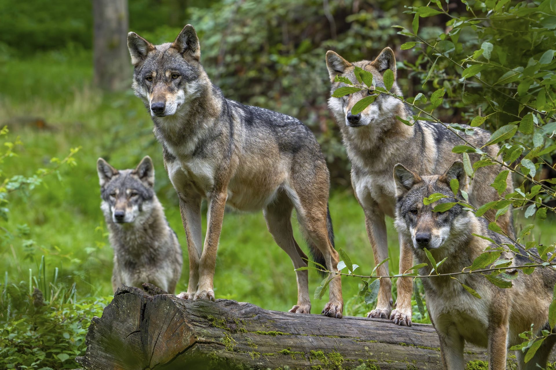 Ein Wolf im Wald (Symbolbild): Der Tiergnadenhof ist empört über die Gerüchte.