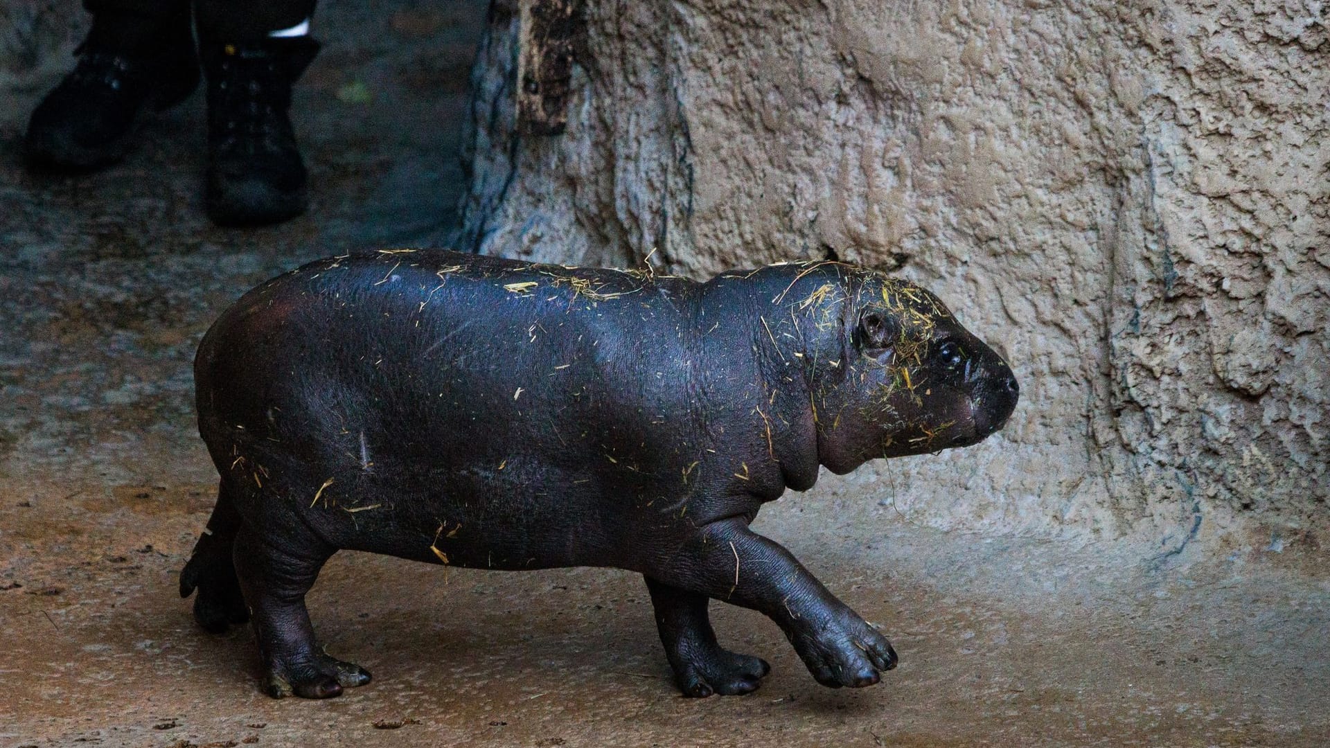 Tierpfleger von Zwergflusspferd Toni