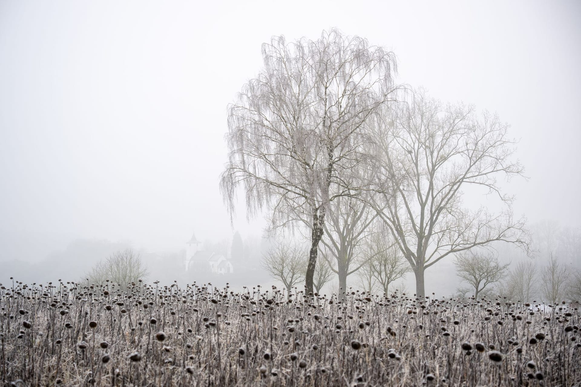 Vom Frost eingehüllte Sonnenblumen (Symbolfoto): Neujahr startet vielerorts mit starken Winden, dann folgt strenger Frost.