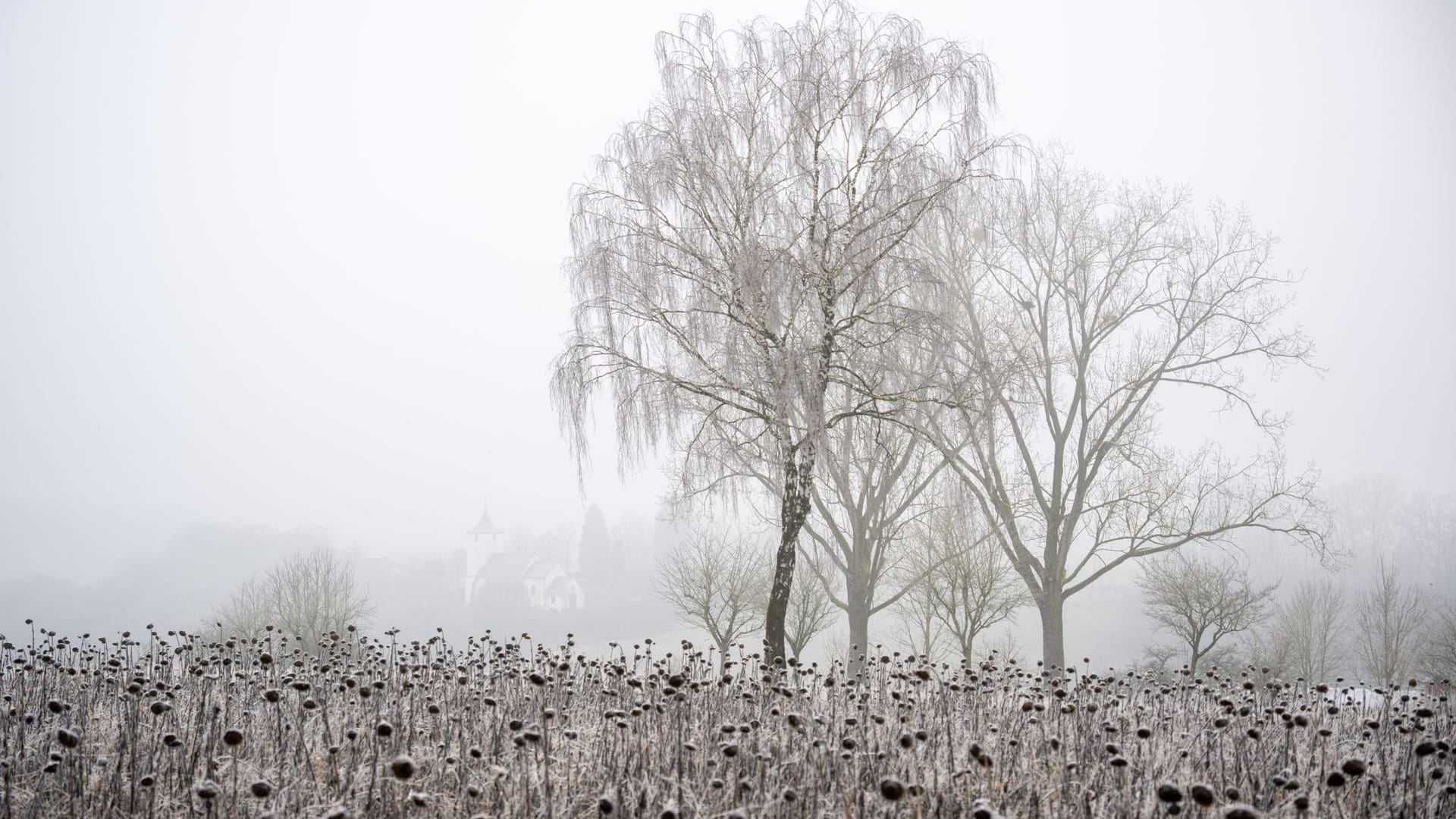 Vom Frost eingehüllte Sonnenblumen (Symbolfoto): Neujahr startet vielerorts mit starken Winden, dann folgt strenger Frost.