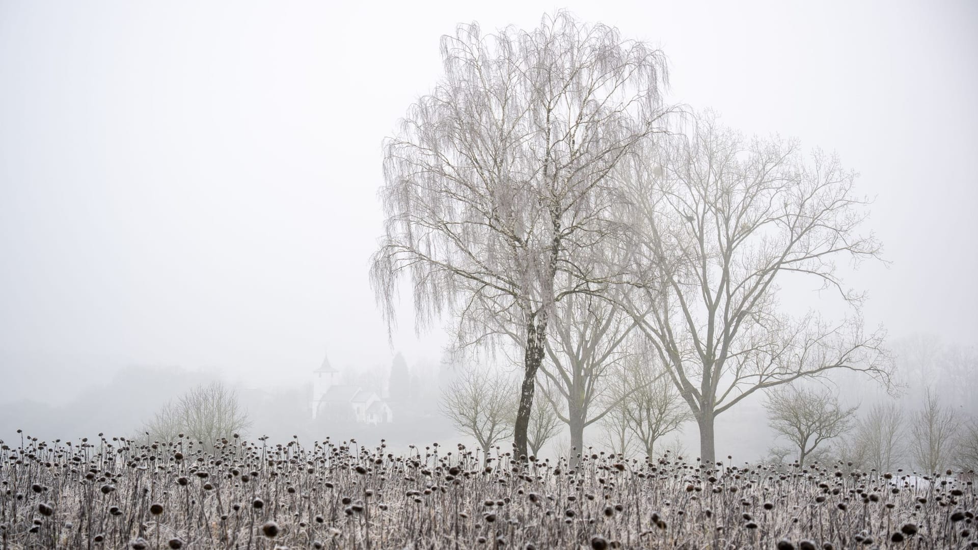 Vom Frost eingehüllte Sonnenblumen (Symbolfoto): Neujahr startet vielerorts mit starken Winden, dann folgt strenger Frost.