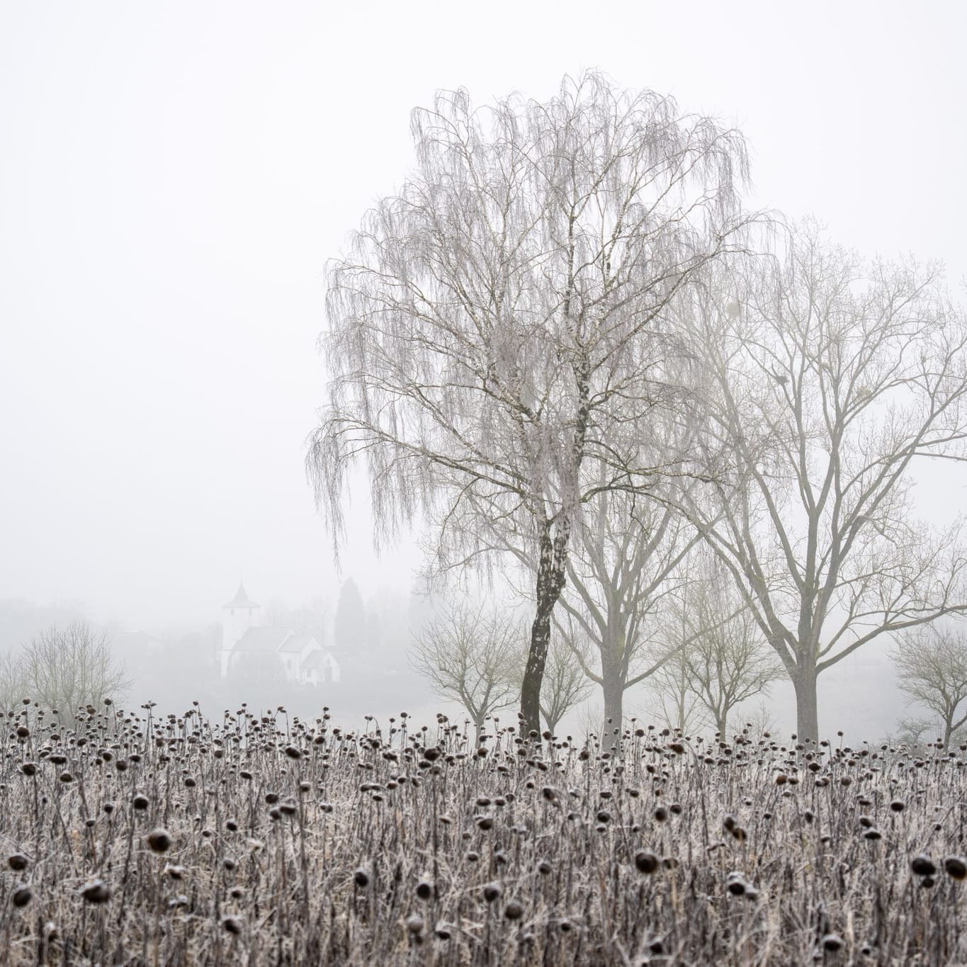 Vom Frost eingehüllte Sonnenblumen (Symbolfoto): Neujahr startet vielerorts mit starken Winden, dann folgt strenger Frost.