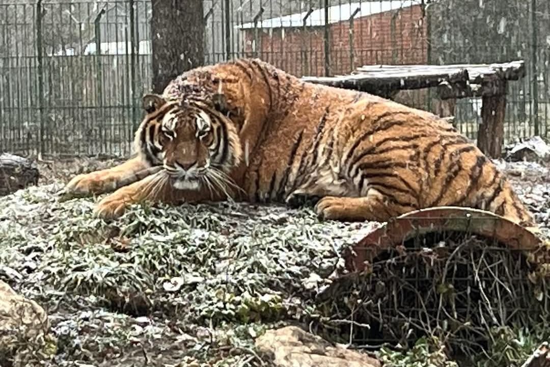 Ein Tiger im Zoo in Pitești: In der Anlage kam es zu einem tödlichen Unglück.