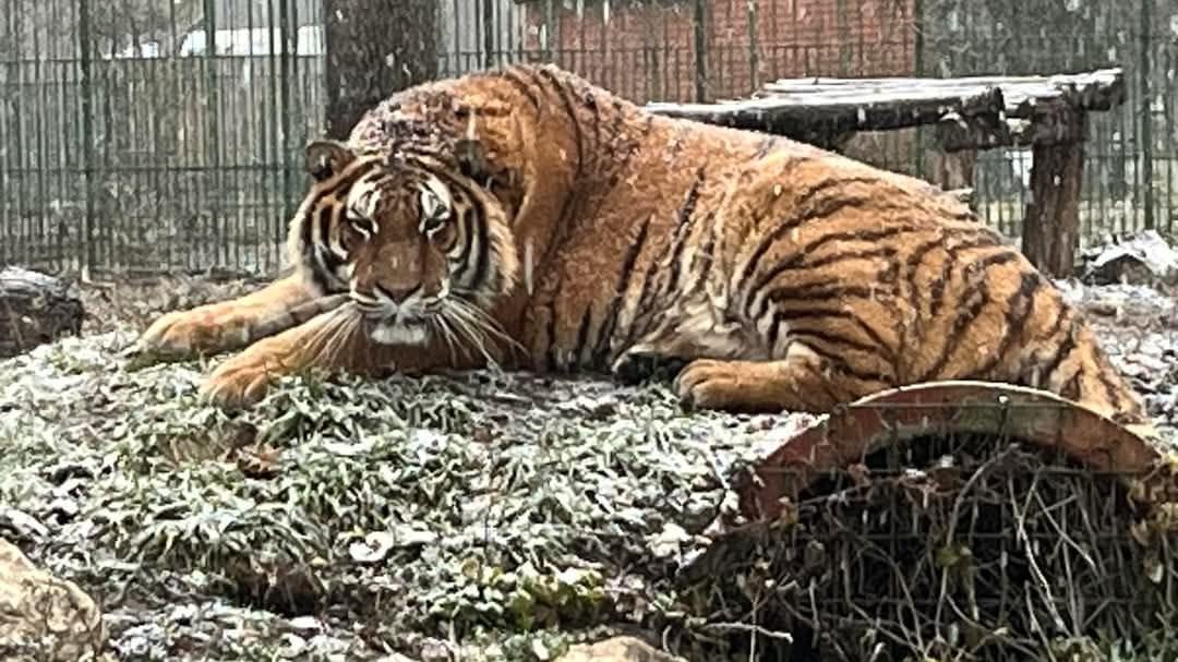 Ein Tiger im Zoo in Pitești: In der Anlage kam es zu einem tödlichen Unglück.