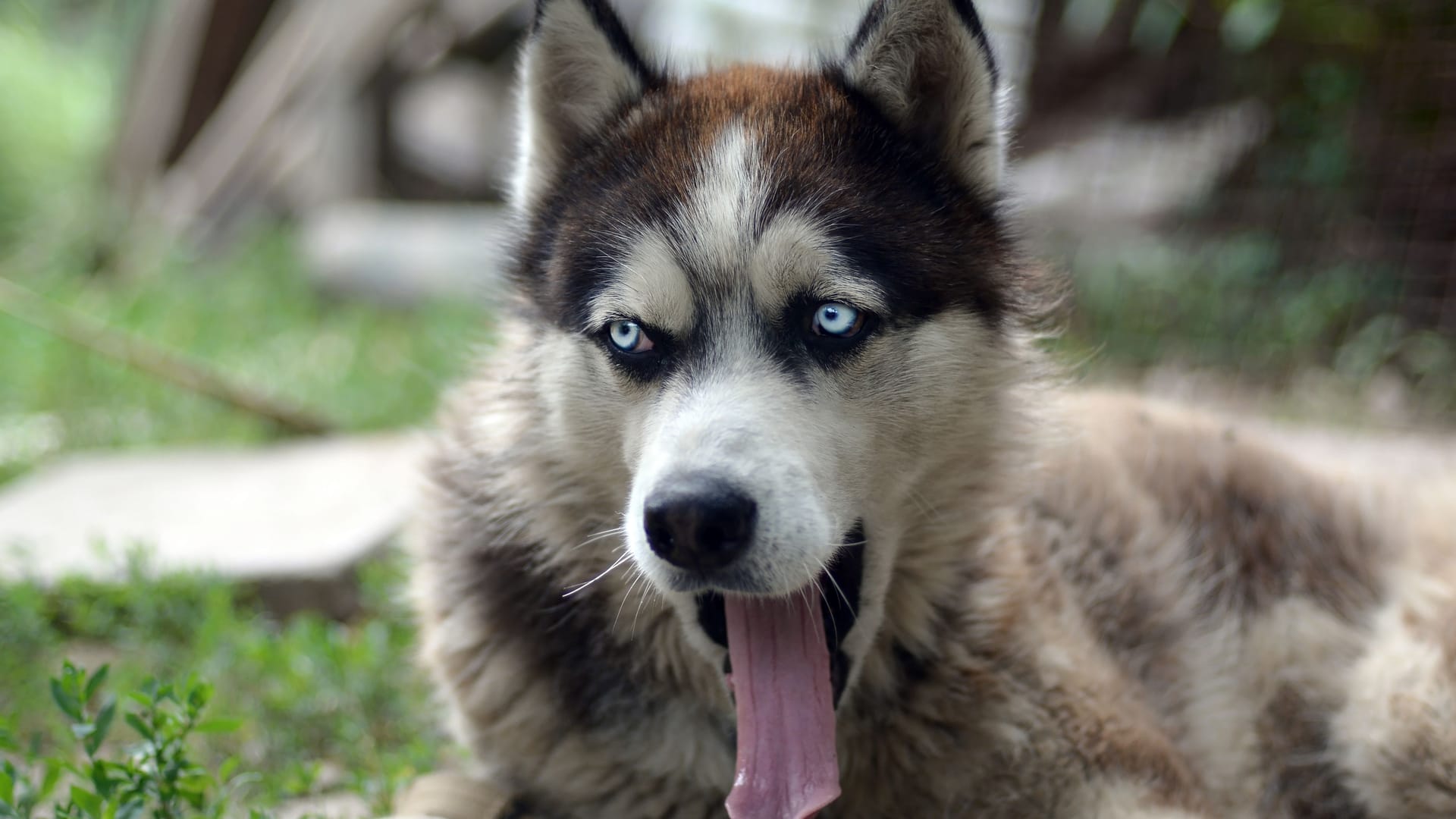 Husky-Hund gähnt mit weit geöffnetem Mund und langer Zunge (Symbolbild): Die TiHo Hannover sucht nach den Ursachen der Erkrankung.