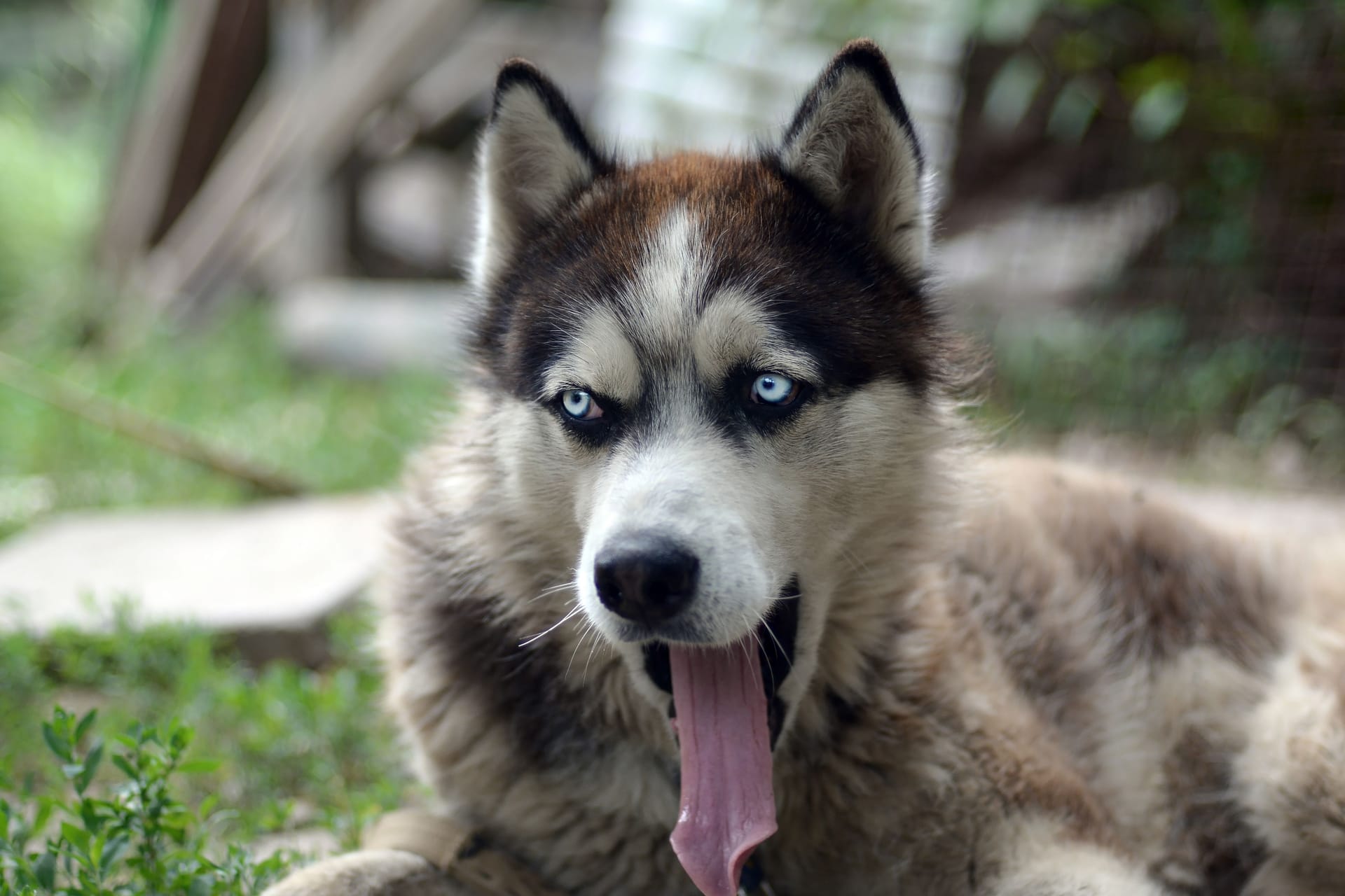 Husky-Hund gähnt mit weit geöffnetem Mund und langer Zunge (Symbolbild): Die TiHo Hannover sucht nach den Ursachen der Erkrankung.