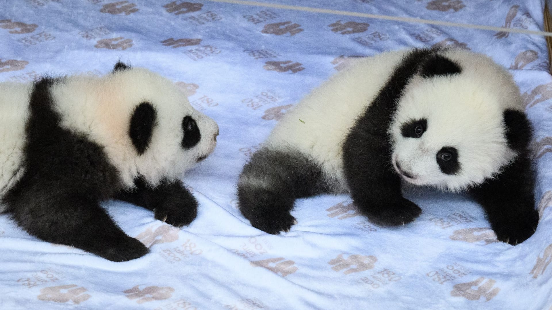 Panda-Zwillinge im Berliner Zoo