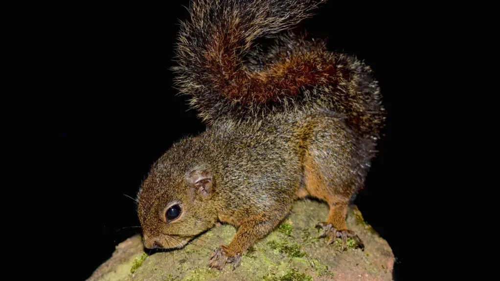 Diese Eichhörnchen ging den Expeditionsteilnehmern bei Nacht in die Foto-Falle.