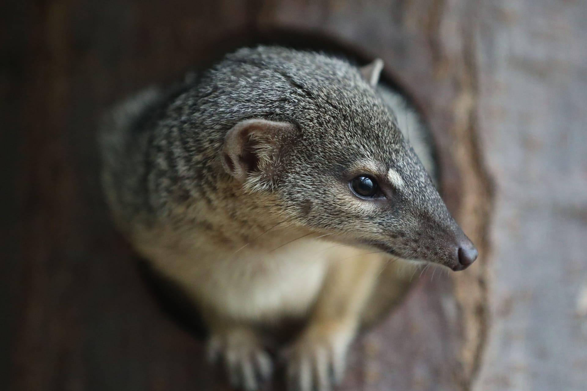 Der Schmalstreifenmungo stammt ursprünglich aus Madagaskar. Durch zerstörte Wälder und verwilderte Haushunde ist das Tier stark gefährdet.