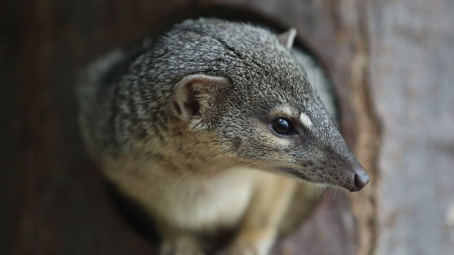 Der Schmalstreifenmungo stammt ursprünglich aus Madagaskar. Durch zerstörte Wälder und verwilderte Haushunde ist das Tier stark gefährdet.