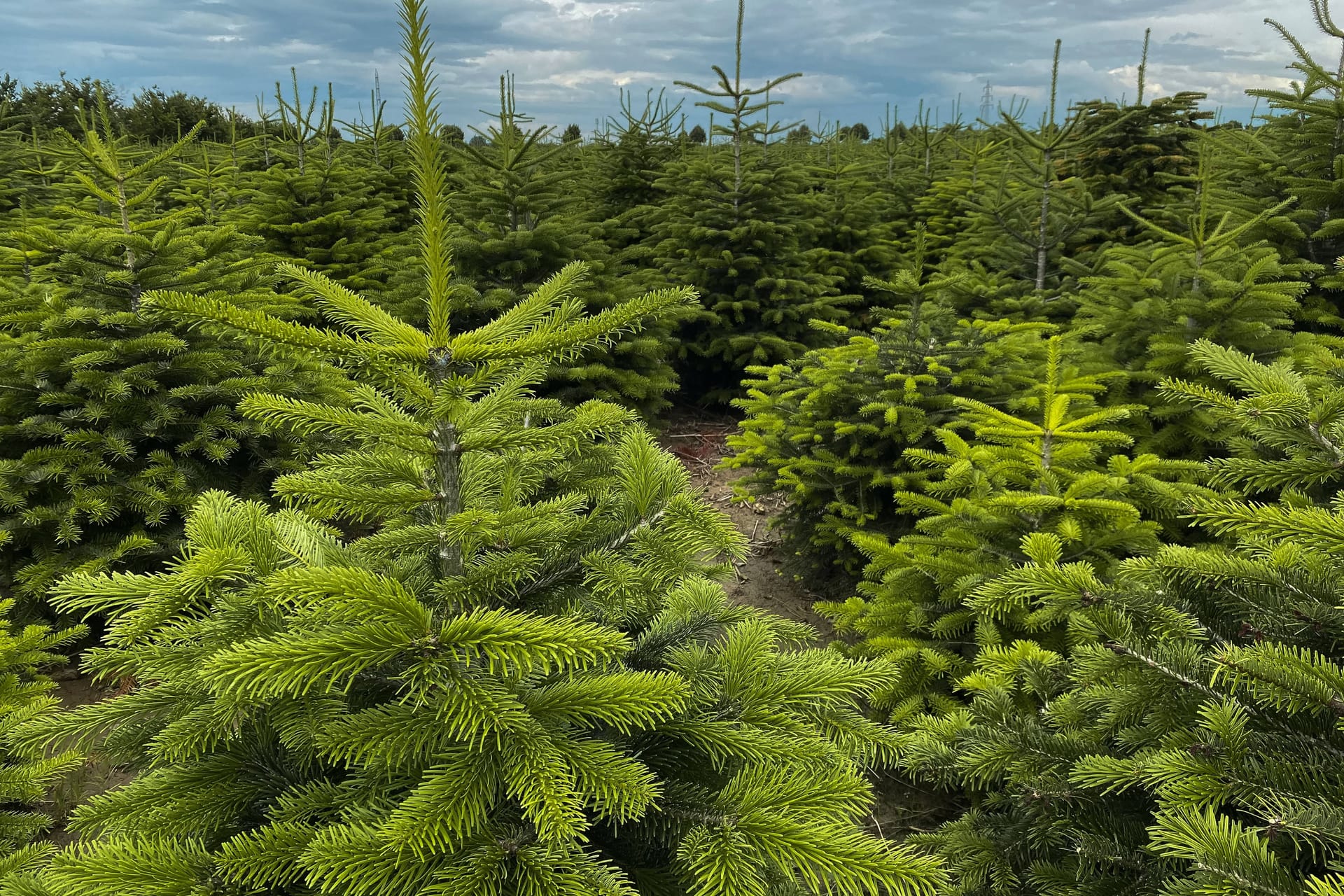 Nordmanntannen: Sie eignen sich besonders gut als Weihnachtsbaum.