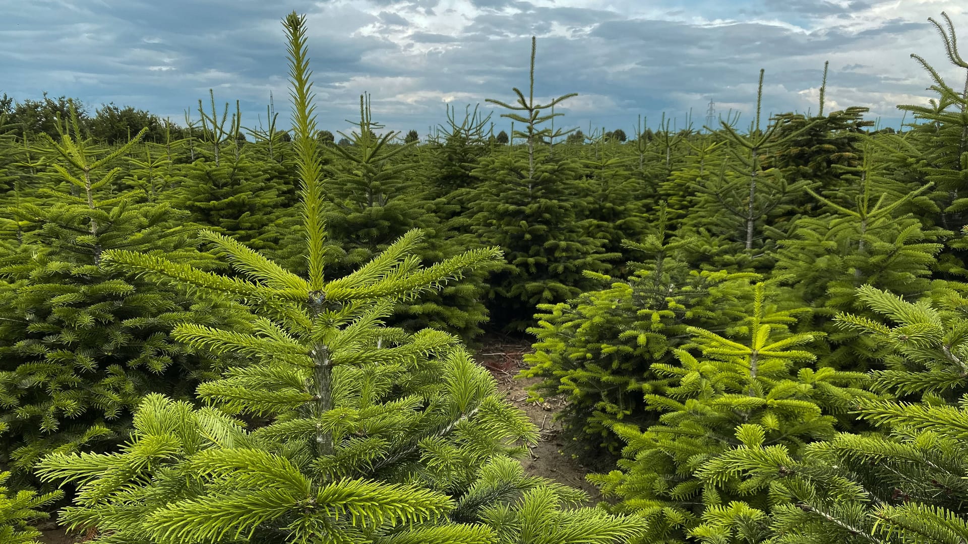 Nordmanntannen: Sie eignen sich besonders gut als Weihnachtsbaum.