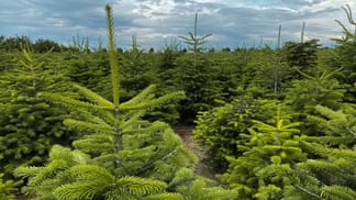 Nordmanntanne pflegen Wie Ihr Weihnachtsbaum lange frisch bleibt