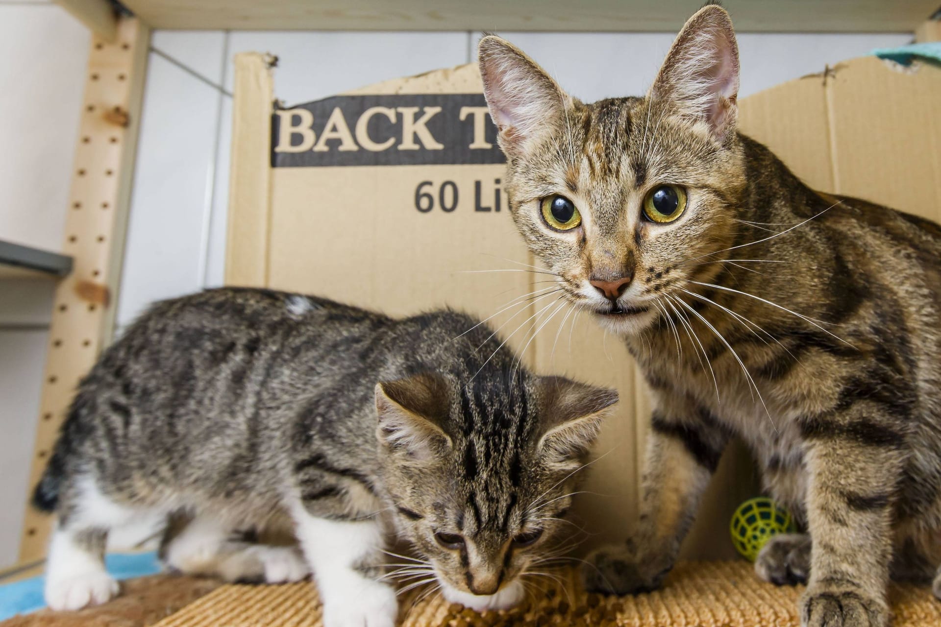 Junge Katzen im Tierheim Süderstraße (Archivbild): Der Senat und der HTV haben sich doch noch auf einen neuen Vertrag geeinigt.