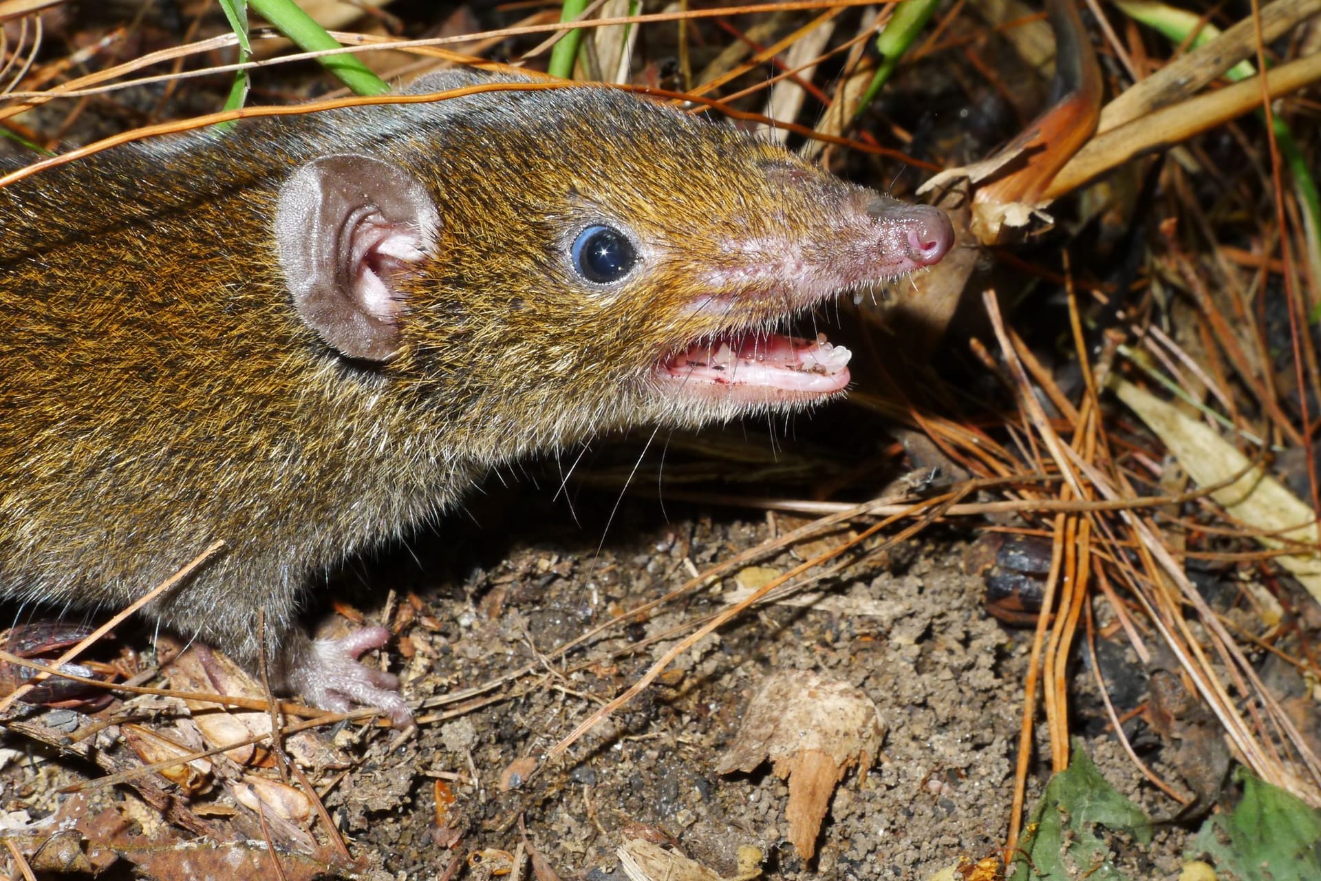 Dieser Kleine Rattenigel (Hylomys macarong) wurde zuvor noch nicht beschrieben: Wegen seiner scharfen Reißzähne benannten ihn die Forscher nach dem vietnamesischen Wort Ma ca rong für Vampir.