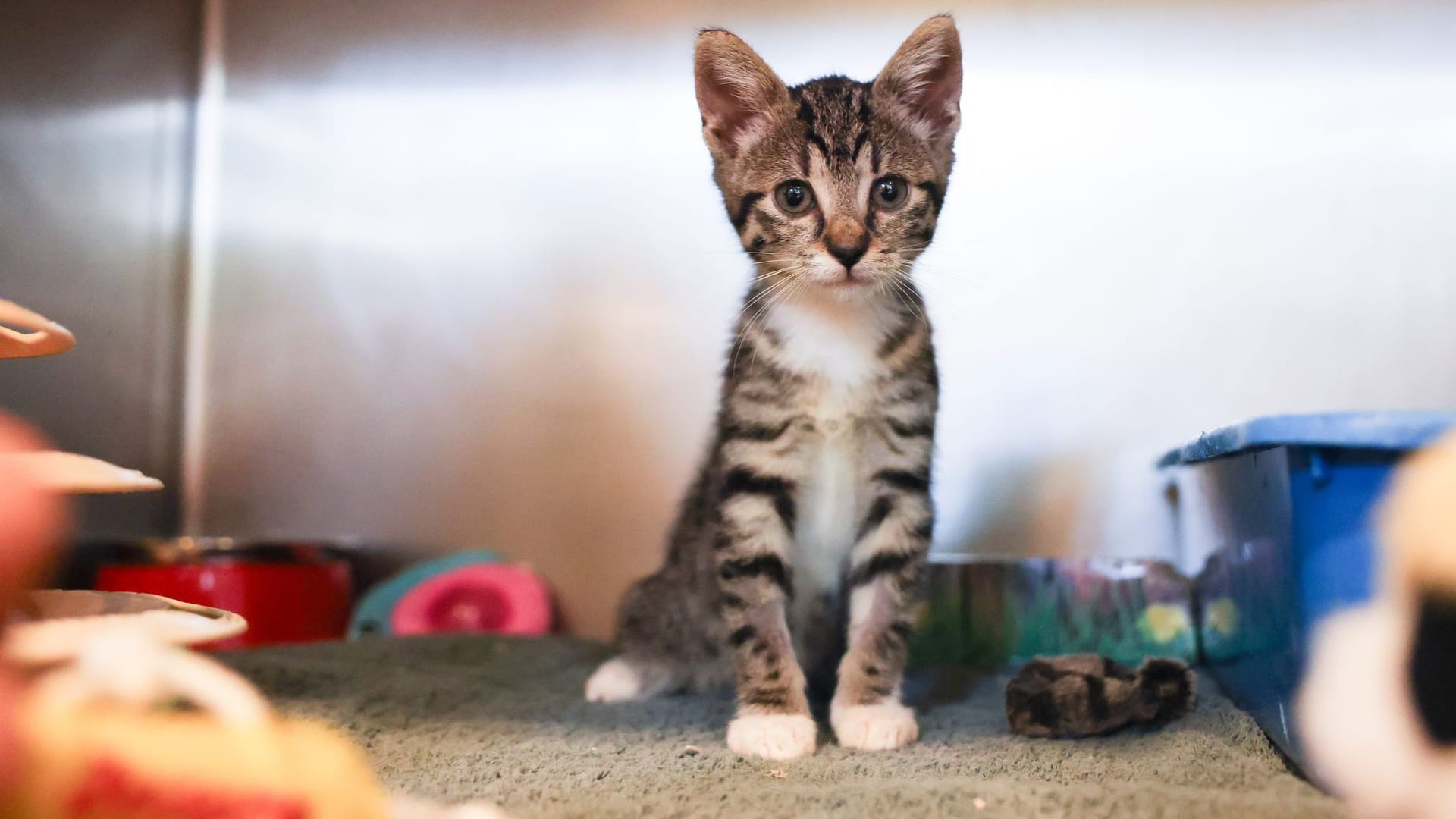 Eine junge Katze spielt im Tierheim Süderstraße (Archivbild): Der Hamburger Tierschutzverein bleibt in den kommenden Jahren Partner der Stadt.