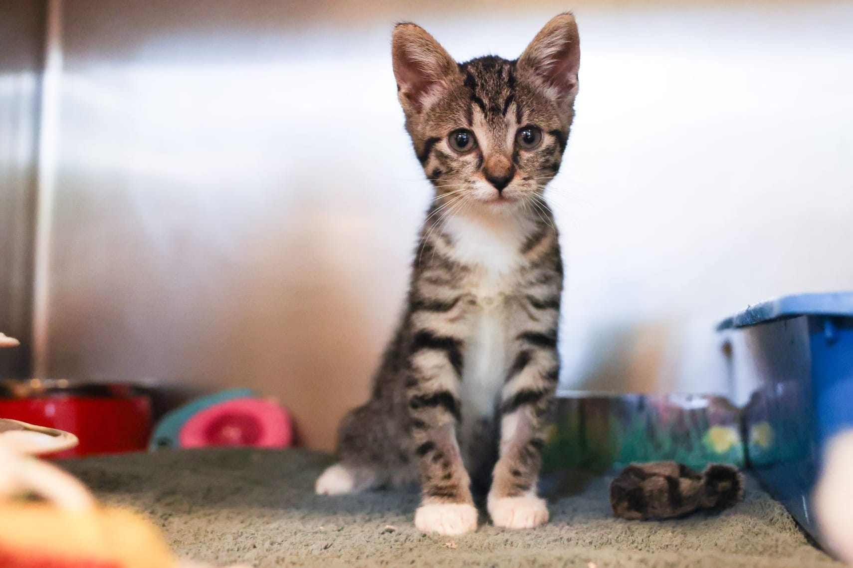 Eine junge Katze spielt im Tierheim Süderstraße (Archivbild): Der Hamburger Tierschutzverein bleibt in den kommenden Jahren Partner der Stadt.