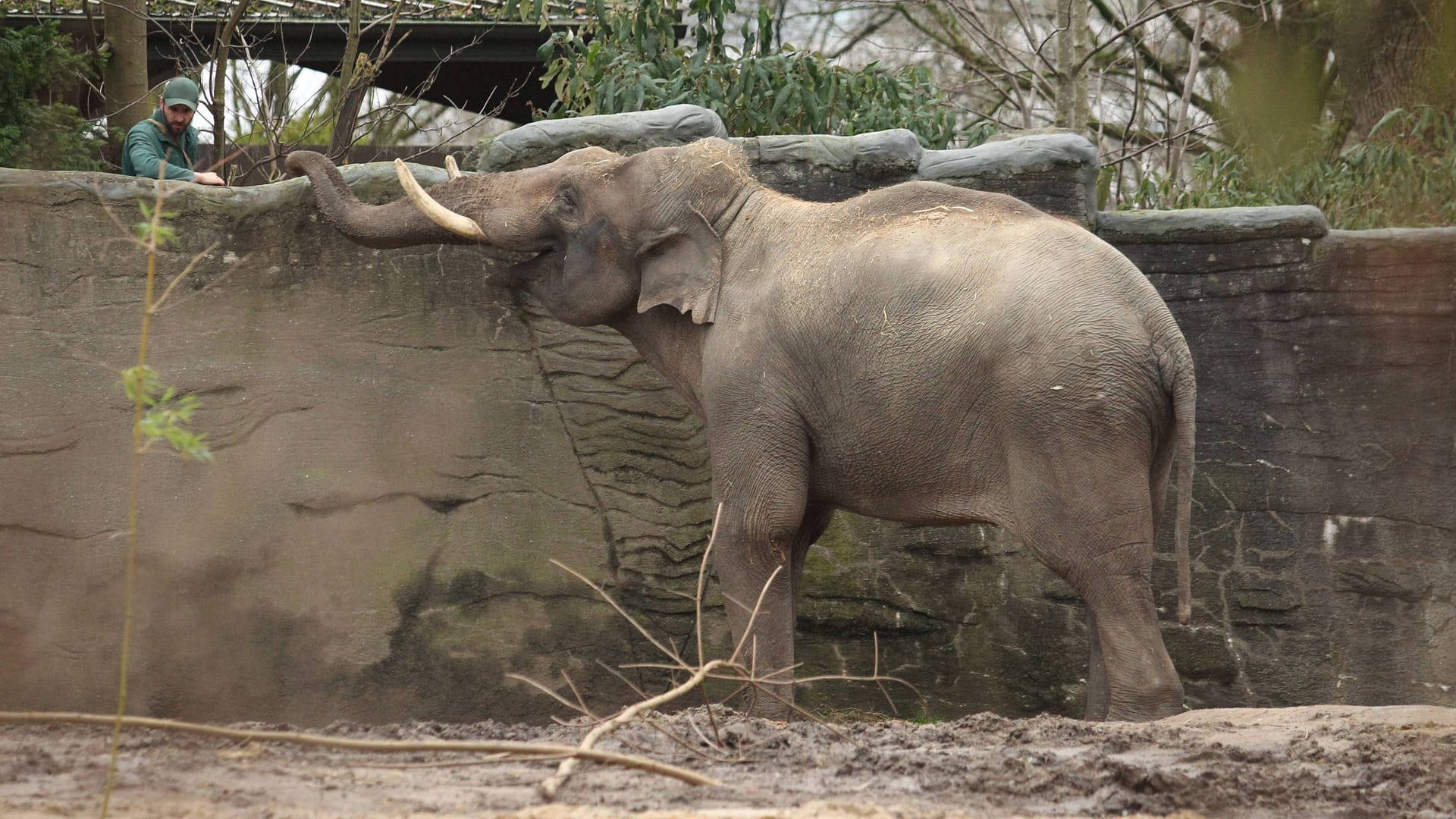 Elefantenbulle Maurice lebt seit wenigen Tagen im Tierpark Hagenbeck: Asiatische Elefanten sterben oft an einer Herpes-Infektion.