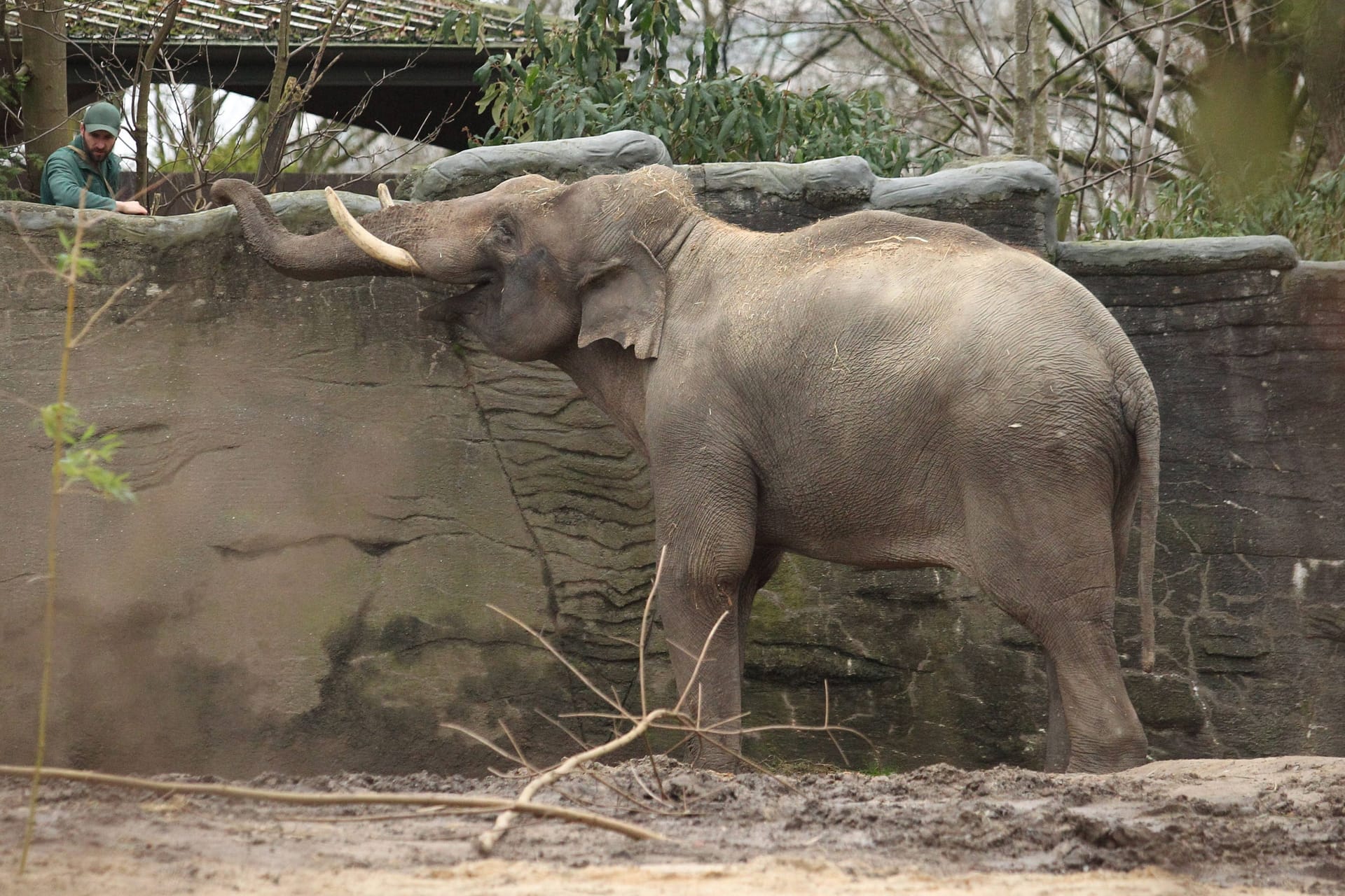 Elefantenbulle Maurice lebt seit wenigen Tagen im Tierpark Hagenbeck: Asiatische Elefanten sterben oft an einer Herpes-Infektion.